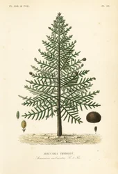 Opičí puzzle strom nebo borovice chilská, Araucaria araucana, Araucaria imbricata, Araucaria imbrique