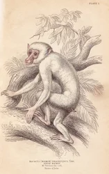 Makak maurský, Macaca maura (Macacus maimon brachyurus). Bílý maimon, považovaný za albinotické mládě. Ručně kolorovaná ocelorytina od Lizarse podle ilustrace Charlese Hamiltona Smithe z díla Williama Jardina „Naturalist