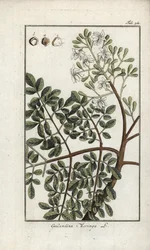 Moringa (Moringa oleifera). Litografie z knihy "Afbeelding der Artseny-Gewassen" od Johannese Zorna (1739-1799), Nizozemsko.