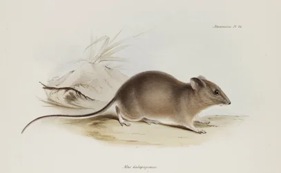 Myš, Galapágy, c 1832-1836