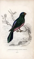 Papoušek Müllerův, Tanygnathus sumatranus. Psittacus cyanopygius (samice). Litografie Josepha Kidda podle kresby Johna Audubona v Miscellany of Natural History: Lauder a kapitán Thomas Brown, vydáno v Edinburghu, Sco