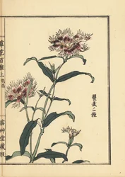 Nadeshiko nebo třásněmi růžová, Dianthus monspessulanus. Ručně kolorovaný dřevoryt Kono Bairei z knihy Kusa Bana Hyakushu (Sto druhů květin), Tokio, Yamada.