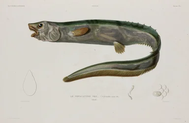 Natacanthus nasus, Island, počátek 19. století
