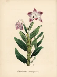 Náhrdelníková orchidej Dendrobium moniliforme, Dendrobium moniliforme. Ručně kolorovaná zinkografie C. Chabota nakreslená slečnou M. A. Burnettovou z její knihy "Plantae Utiliores: or Illustrations of Useful Plants", Whittaker, London.