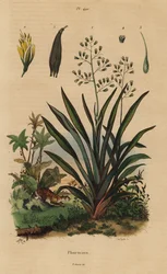 Len novozélandský nebo harakeke, Phormium tenax