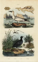 Hlavatka severní, Morus bassanus 4, lyska červenočelá, Fulica rufifrons 5, mořská řasa Flustra foliacea 1,2 a vosa Gasteruption 3