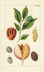 Muškátový oříšek a muškátový strom, Myristica fragrans.