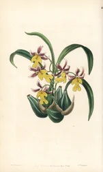 Orchidejová odrůda Oncidium - orchidej Oncidium ghiesbreghtianum (zubatý jazyk pana Warnera, Odontoglossum warneri var. purpuratum). Ručně kolorovaná mědirytina od George Barclaye podle ilustrace slečny Sarah Drake z Edwardsova botanického rejstříku, e