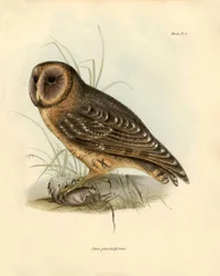 Ornitologie: Darwin (1809-1882) popsal sovu "Strix punctatissima" během své expedice na palubě lodi Beagle. Deska z knihy "Birds described by John Gould, with notice of their habits by Charles Darwin".