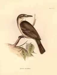 Ornitologie: Agriornis micropterus neboli argentinský gaučo, kterého popsal Charles Darwin během své objevitelské cesty na palubě lodi Beagle. Deska z knihy "The Zoology of the voyage of the H.M.S. Beagle under the command of Captain Fitzroy during the yea