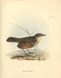 Ornitologie: Hymenops perspicillata" z čeledi ptáků, které popsal Charles Darwin během své objevitelské cesty na palubě lodi Beagle. Deska z knihy "The Zoology of the voyage of the H.M.S. Beagle under the command of Captain Fitzroy during the years 1832 to