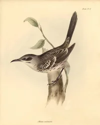 Ornitologie: "Mimus melanotis" z čeledi posměváčků popsal Charles Darwin během své objevitelské cesty na palubě lodi Beagle. Deska z knihy "The Zoology of the voyage of H.M.S. Beagle under the command of Captain Fitzroy during the years 1832 to 1836".