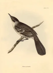 Ornitologie: "Mimus parnilus" z čeledi posměváčků popsal Charles Darwin během své objevitelské cesty na palubě lodi Beagle. Deska z knihy "The Zoology of the voyage of H.M.S. Beagle under the command of Captain Fitzroy during the years 1832 to 1836".