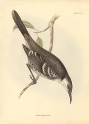 Ornitologie: "Mimus trifasciatus" z čeledi posměváčků popsal Charles Darwin během své objevitelské cesty na palubě lodi Beagle. Deska z knihy "The Zoology of the voyage of the H.M.S. Beagle under the command of Captain Fitzroy during the years 1832 to 1".