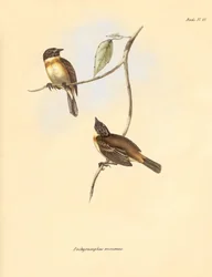 Ornitologie: Pachyramphus minimus" z čeledi bukovitých, kterého popsal Charles Darwin během své objevitelské cesty na palubě lodi Beagle. Deska z knihy "The Zoology of the voyage of the H.M.S. Beagle under the command of Captain Fitzroy during the years 18