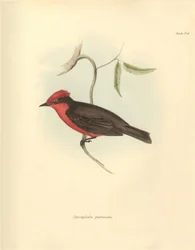Ornitologie: "Pyrocephalus parvirostris" z čeledi ptáků, které popsal Charles Darwin během své objevitelské plavby na palubě lodi Beagle. Deska z knihy "The Zoology of the voyage of the H.M.S. Beagle under the command of Captain Fitzroy during the years 18