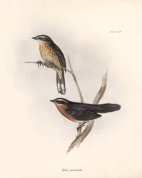 Ornitologie: "Tohi (nebo pipilo)" Popis vrabce, kterého Charles Darwin (1809-1882) pozoroval během své expedice na palubě lodi Beagle. Deska z knihy "The zoology of the voyage of the H.M.S. Beagle. Let. III, Ptáci popsaní Johnem Gouldem, s poznámkou o