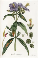 Osbeckia z Nepálu - litografie J. Swana, podle ilustrace Williama Jacksona Hookera (1785-1865), výtah z Flora Exotic, Scotland