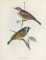 Pár vrabců nebo pěnkav, c 1832-1836