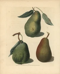 Odrůdy hrušek, Pyrus communis: Saint Germain, Colmar a Brown Beuree. Ručně kolorovaná stiplová rytina ilustrace George Brookshawa z jeho knihy "Pomona Britannica", London, Longman, Hurst, atd.