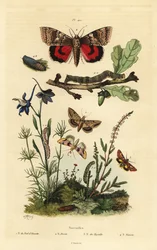 Hrachový květ, Periphanes delphinii 1, bavlník, Helicoverpa armigera 2, žluté podkřídlo, Anarta myrtilli 3, a velké žluté podkřídlo, Noctua pronuba, larva a kukla 4. Noctuelles