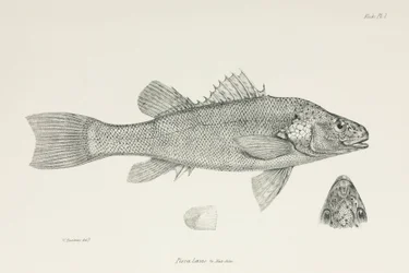 Okoun, c 1832-1836