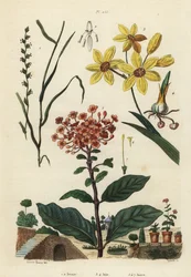Jílek vytrvalý, Lolium perenne 1,2, africká lilie tečkovaná, Ixia maculata var