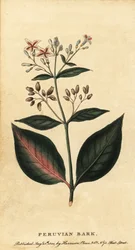 Peruánská kůra, Cinchona officinalis., 1800 (rytina)