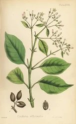Kůrovec peruánský neboli chininovník, Cinchona officinalis. Ručně kolorovaná litografie Henryho Sowerbyho z knihy Edwarda Hamiltona Flora Homeopathica, Bailliere, Londýn.