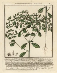 Pryšec drobný, Euphorbia peplus.