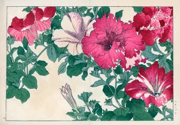 Petunia variete (růžová a bílá). Odrůdy petúnií. Ručně kolorovaný dřevoryt z knihy Konana Tanigamiho "Seiyou Sokazufu" (Obrazové album západních rostlin a květin: léto), Unsodo, Kjóto.
