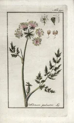 Peucedan bahenní nebo petrklíč bahenní (Selinum marsh). Litografie z knihy "Afbeelding der Artseny-Gewassen" od Johannese Zorna (1739-1799), Nizozemsko.