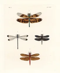 Vážka s kreslenými křídly, Rhyothemis variegata 1, plavák lesní plavý, Neurothemis fulvia 2, strakatý rýžový plavák, Neurothemis tullia 3, a stínová motýlice, Palaemnema paulina 4. Ručně kolorovaná litografie z nového vydání Johna O. Westwooda knihy Dru