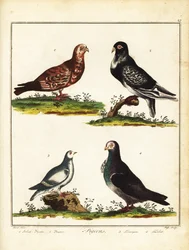 Holubi: Polský holub, pouter, ptarmigan a turbit. 1792 (rytina)