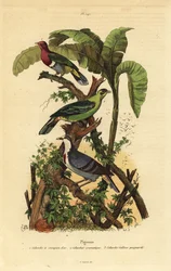 Hrdlička růžovohlavá, Ptilinopus porphyreus, holub zelený, Treron aromaticus, a Luzon krvácející, Gallicolumba luzonica