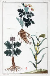 Plantes medicales, Čína