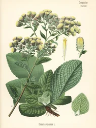 Ostrožka orobincová, Inula conyza (Conyza squarrosa). Chromolitografie podle botanické ilustrace z knihy Hermanna Adolpha Koehlera Léčivé rostliny, kterou vydal Gustav Pabst, Koehler, Německo.