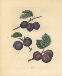 Odrůdy švestek, Prunus domestica: Tours, Lawrane