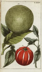 Pomelo nebo pummelo, Citrus maxima.