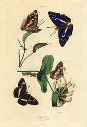 Fialový císař, Apatura iris 1, a euroasijský bílý admirál, Limenitis camilla 2