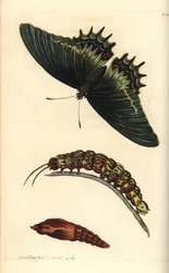 Vlaštovčí královna neboli motýl androgeus, Papilio androgeus, s housenkou a kuklou. Ilustrace nakreslil a vyryl Richard Polydore Nodder. Ručně kolorovaná mědirytina z knihy George Shawa a Fredericka Noddera The Naturalist