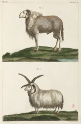 Berani