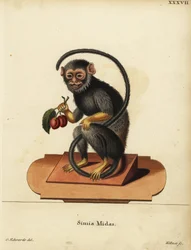 Tamarín červenoruký nebo zlatoruký, Saguinus midas. Simia midas. Ručně kolorovaná mědirytina Josepha Kellnera podle ilustrace George Edwardse z knihy Johanna Christiana Daniela Schrebera Zvířecí ilustrace podle přírody neboli Schreberovy fantastické ilustr