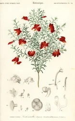 Červená leschenaultia, Leschenaultia formosa., 1849 (rytina)