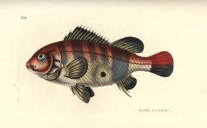 Uhrovec rudopásý, Geophagus surinamensis (Surinam sparus, Sparus surinamensis). Ilustrace nakreslil a vyryl Richard Polydore Nodder. Ručně kolorovaná mědirytina z knihy George Shawa a Fredericka Noddera The Naturalist