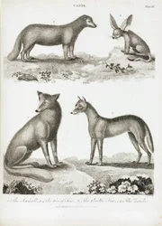 Renards a chacals