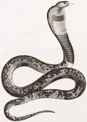 Plazi: Asp