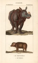 Rhinoceros et daman ou clade - Eau forte od Jeana Gabriela Pretreho (1780-1845), vyryl Carnonkel, pro slovník přírodních věd: savci od Frederica Cuviera, upravil Pierre Jean Francois Turpin (1775-1840), vydal F.G.Levrault v Paříži.
