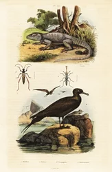 Agama skalní a parazitický jaeger., 1834-1839 (rytina)