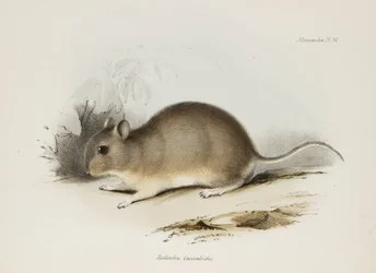 Hlodavec, c 1832-1836
